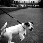 Hund i Sandnes
