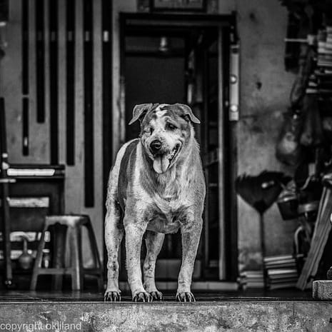 Bilder fra Thailand. Bilde svart hvitt Hund Thailand Ørjan Liland